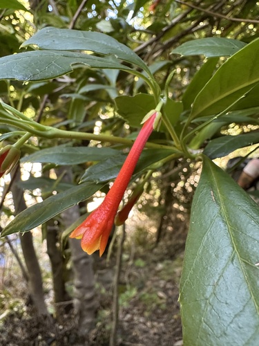 Image of Desfontainia fulgens by (c) Matt Berger, some rights reserved (CC BY)