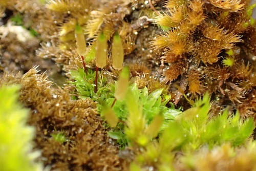 Image of Encalypta vulgaris by (c) Kian Hayles-Cotton, some rights reserved (CC BY)