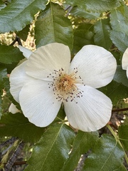 Scarlet Flush Eucryphia (Eucryphia glutinosa)
