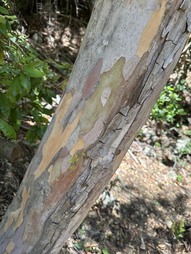 Legrandia concinna, photograph 3