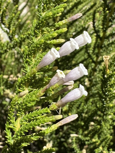 Image of Fabiana imbricata by (c) Matt Berger, some rights reserved (CC BY)