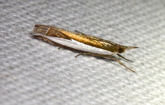 Crambus quinquareatus