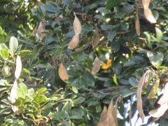 Philenoptera sutherlandii