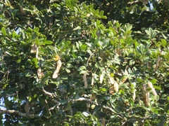 Philenoptera sutherlandii