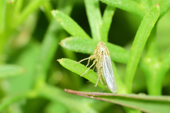 Plesiommata mollicula