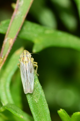 Plesiommata mollicula