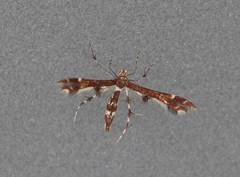 Geina tenuidactylus