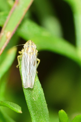 Plesiommata mollicula