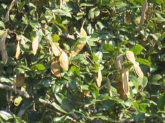 Philenoptera sutherlandii