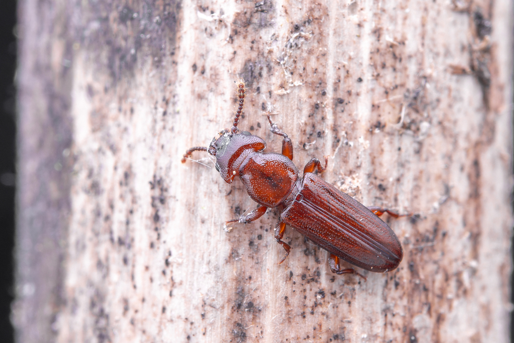 Howitt's Flat Beetle
