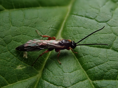 Metopiinae