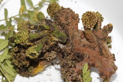 Cephalotelium macowanianum
