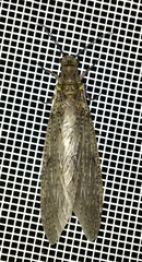 Chauliodes