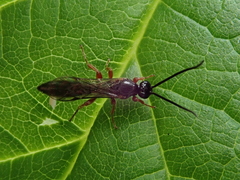 Metopiinae