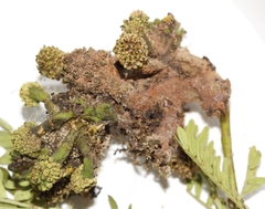 Cephalotelium macowanianum
