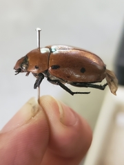 Pelidnota punctata
