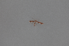 Geina tenuidactylus