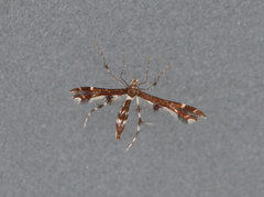 Geina tenuidactylus