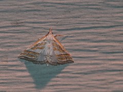 Leptosteges parthenialis