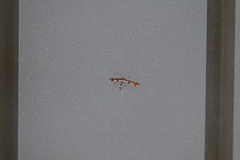 Geina tenuidactylus