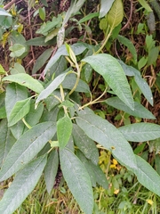 author not stated, no rights reserved Lepechinia salviifolia, photograph author not stated, no rights reserved