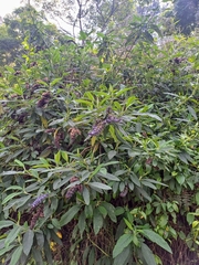 author not stated, no rights reserved Lepechinia salviifolia, photograph author not stated, no rights reserved