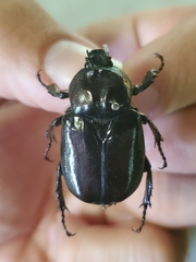 Osmoderma eremicola