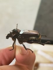 Osmoderma eremicola