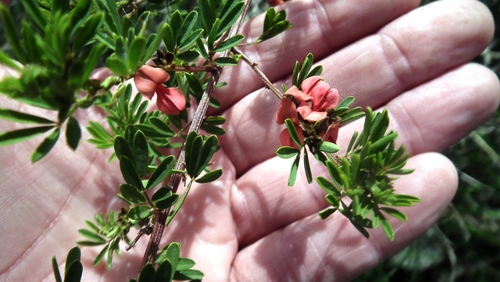 Image of Indigofera stricta by (c) Shaun Swanepoel, some rights reserved (CC BY)