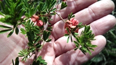 Indigofera stricta