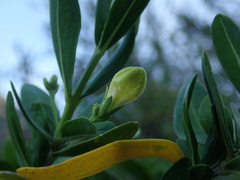 Justicia hyssopifolia