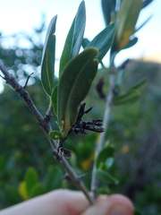 author not stated, no rights reserved Justicia hyssopifolia, photograph author not stated, no rights reserved