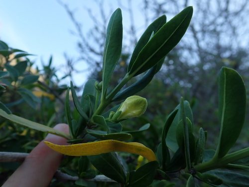 Justicia hyssopifolia, photograph 2