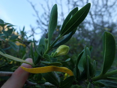 author not stated, no rights reserved Justicia hyssopifolia, photograph author not stated, no rights reserved