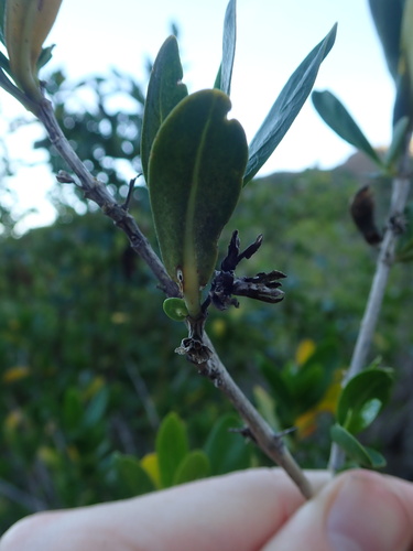 Justicia hyssopifolia, photograph 3