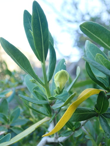 Justicia hyssopifolia, photograph 4