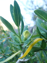 author not stated, no rights reserved Justicia hyssopifolia, photograph author not stated, no rights reserved