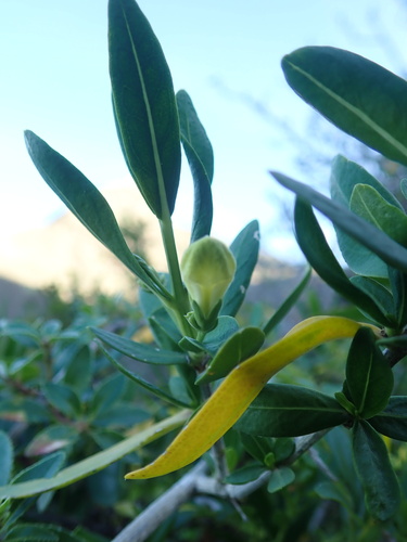 Justicia hyssopifolia, photograph 5