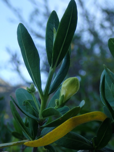 Justicia hyssopifolia, photograph 6