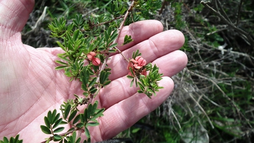 Image of Indigofera stricta by (c) Shaun Swanepoel, some rights reserved (CC BY)