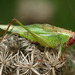 Red-headed Meadow Katydid - Photo (c) cotinis, some rights reserved (CC BY-NC-SA)