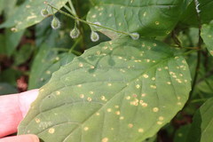 Puccinia circaeae