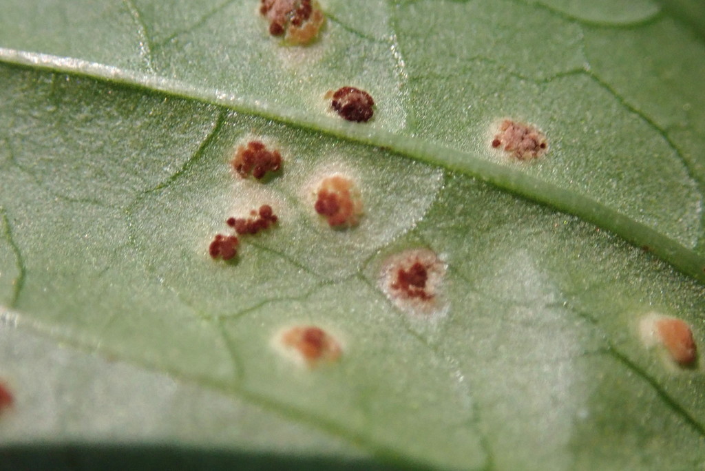 Puccinia circaeae