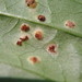 Puccinia circaeae - Photo (c) Claire O'Neill, some rights reserved (CC BY-NC), uploaded by Claire O'Neill