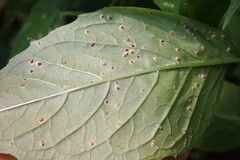 Puccinia circaeae