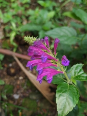 Scutellaria incarnata