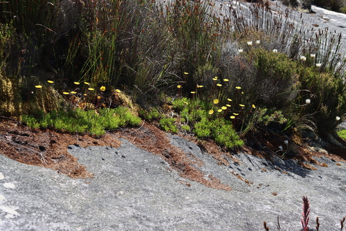 Image of Ursinia nudicaulis by (c) Tony Rebelo, some rights reserved (CC BY-SA)