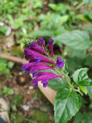 Scutellaria incarnata