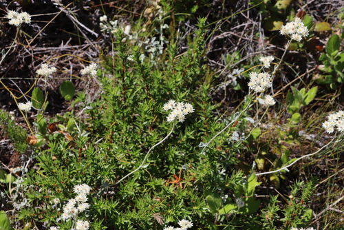 Image of Helichrysum pandurifolium by (c) Tony Rebelo, some rights reserved (CC BY-SA)
