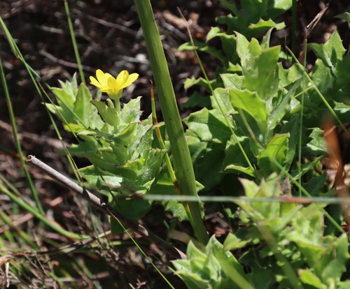 Image of Osteospermum ilicifolium by (c) Tony Rebelo, some rights reserved (CC BY-SA)